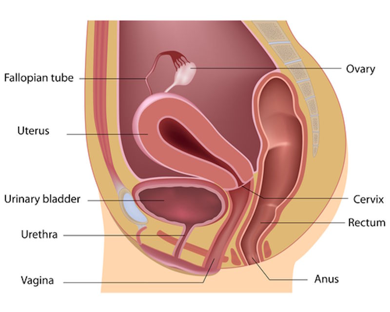 Urethra Urethra