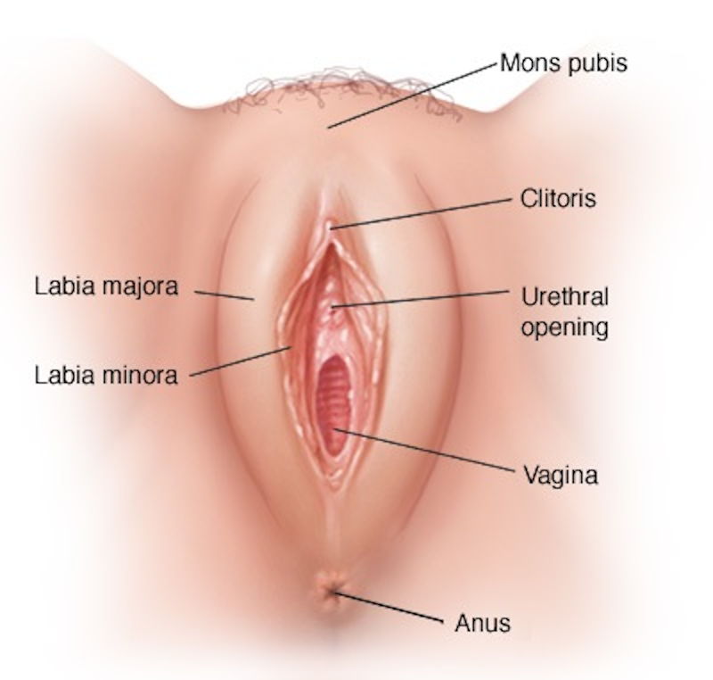 Vajina Anatomisi